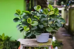 اگه درست بلد نیستی قاشقی رو تکثیر کنی ببین! | آموزش قلمه زدن قاشقی +ویدئو