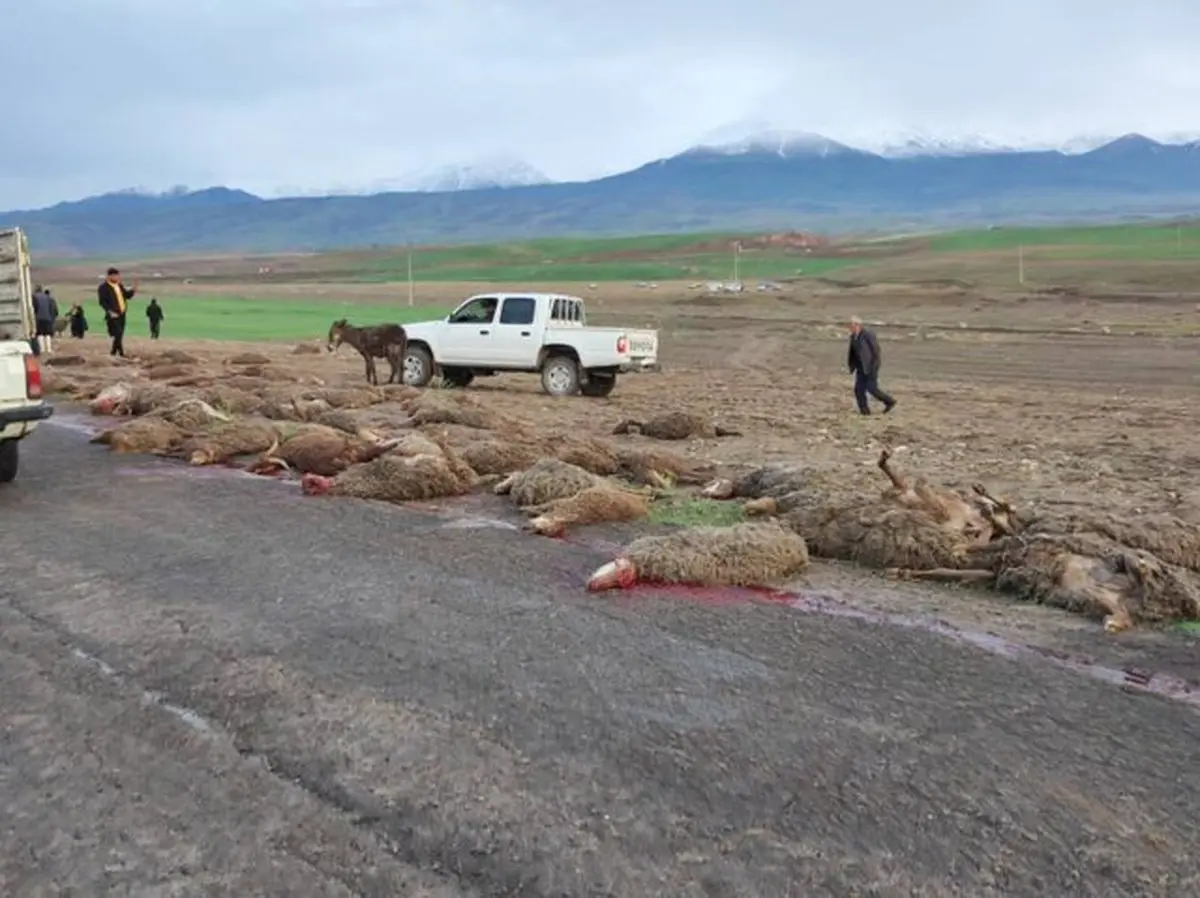 ‌تلف شدن صدها راس گوسفند در سیل مشگین‌شهر اردبیل+ویدئو 