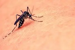 با پوشیدن لباس به این چهار رنگ، از گزند پشه‌ها در امان بمانید!