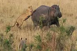 لحظه‌ی حمله شیر برای شکار اسب آبی+ویدئو 