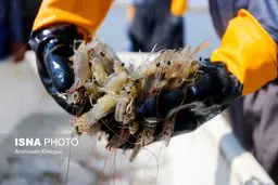 چرا بخش مهمی از میگوی ایران صادر می‌شود؟