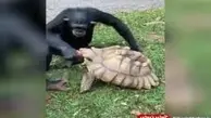 رفاقت عجیب و دیدنی شامپانزه و لاک‌پشت+ویدئو 