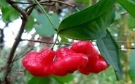 تا حالا سیب آبی یا میوه زنگوله ای رو دیدین؟ | عجیب ترین میوه دنیا رو ببینید +ویدئو