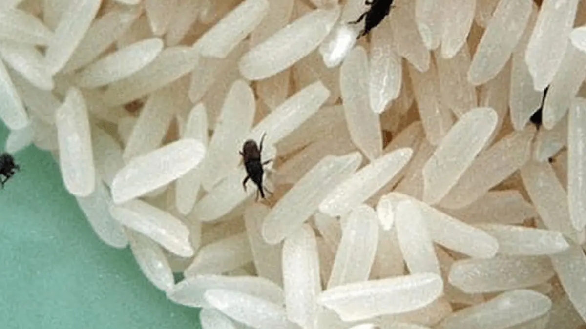ترفند عالی برای از بین بردن حشره های داخل کیسه برنج | چگونه شپشک برنج را از بین ببریم؟