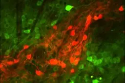 موش‌ها نحوه تصمیم‌گیری مغز انسان را یاد گرفتند!