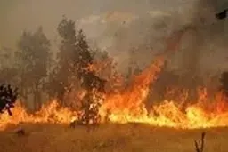 آتش‌سوزی شبه جزیره میانکاله مهار شد