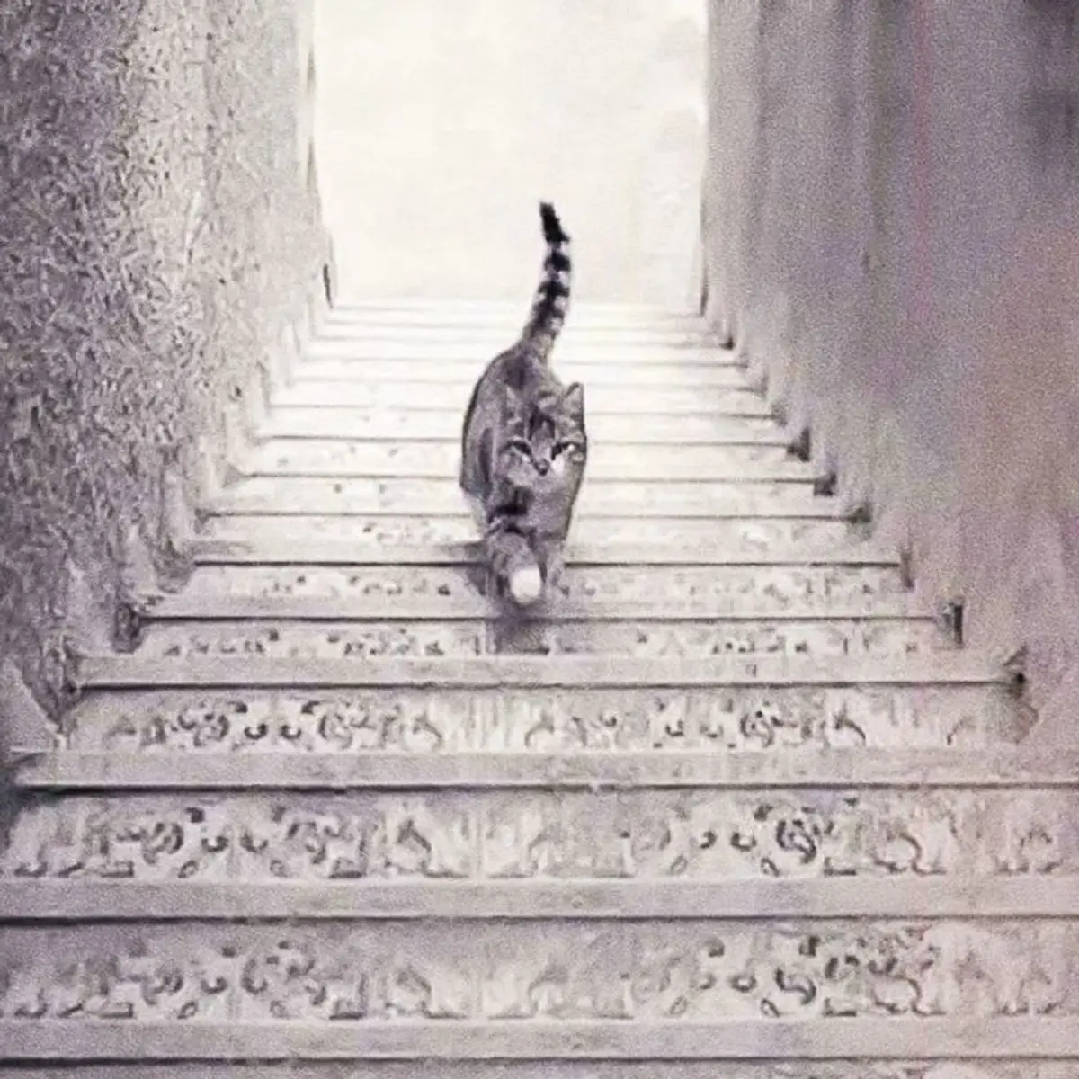 گربه از پله ها بالا می رود یا پایین؟ | یک تست شخصیت شناسی عجیب