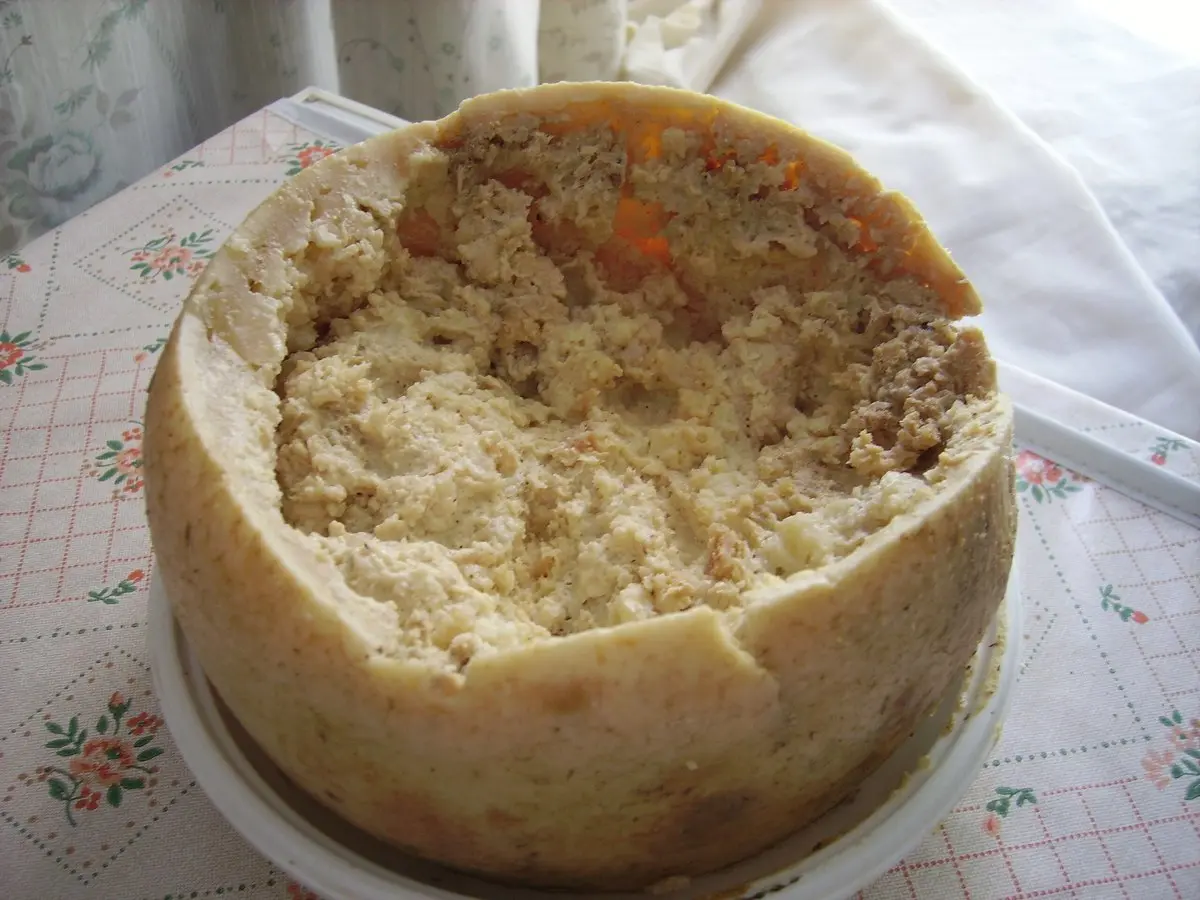 با خطرناک ترین پنیر دنیا آشنا شوید | پنیر کاسو مارزو چیست و چطور به عمل میاد؟ +ویدئو