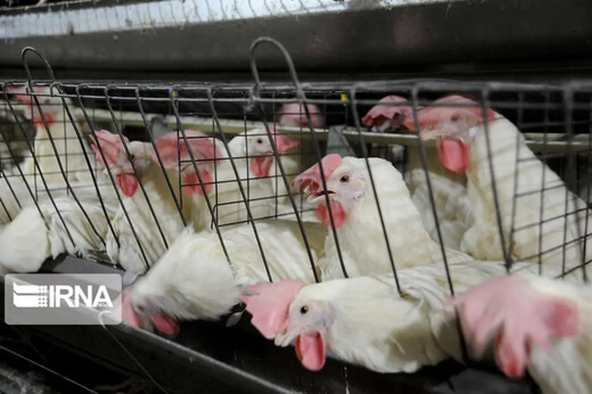 محدوده نوسان قیمت مرغ توسط وزارت جهان تعیین شد