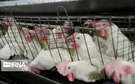 محدوده نوسان قیمت مرغ توسط وزارت جهان تعیین شد
