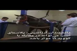 پلاسمای اسب می‌تواند در مقابله با کرونا موثر باشد + ویدئو