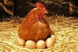 دلیل پرواز مرغ در 4 سال اخیر