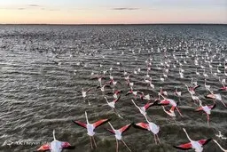 فاجعه‌ای مرگبار این بار در تالاب بختگان/ مرکز هزاران جوجه فلامینگو