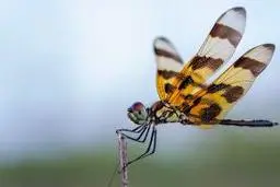 زیبایی خیره‌کننده حشرات | تصاویر ماکرویی که حیرت‌انگیز هستند +ویدئو