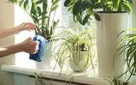 با این ترفند ها گل و گیاهات هیچ وقت پژمرده نمی‌شن!