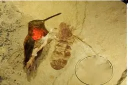 کشف فسیل یک مورچه به اندازه پرنده! + عکس