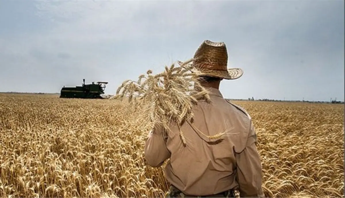 بنیاد گندم‌کاران: تولید گندم ۳۰ درصد کاهش یافت |  میزان خرید به ۵ میلیون تن رسید |  دولت نقدینگی کشاورزان را تامین کند