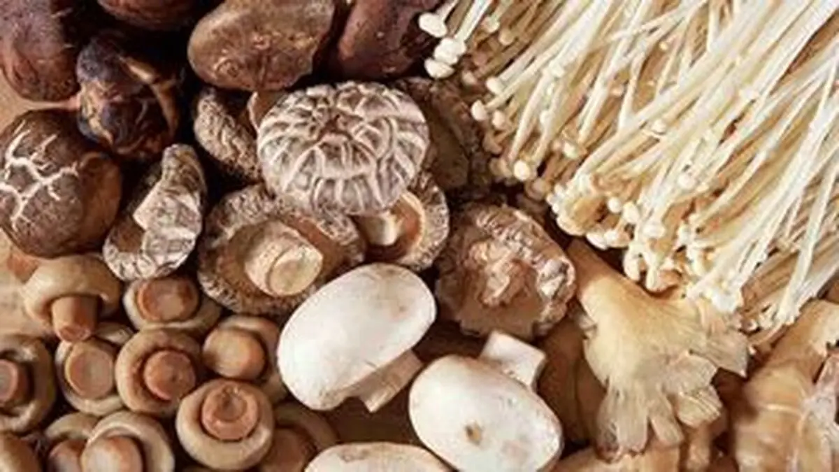 فواید بی نظیر قارچ برای سلامتی + جزئیات 