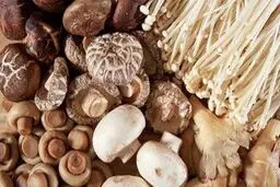 فواید بی نظیر قارچ برای سلامتی + جزئیات 