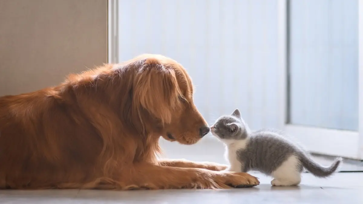 صحنه دلنشین مادری کردن سگ برای بچه گربه | پیش بچه گربه نشست تا سقوط نکنه +ویدئو