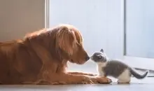 صحنه دلنشین مادری کردن سگ برای بچه گربه | پیش بچه گربه نشست تا سقوط نکنه +ویدئو