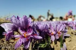 سهم ایرانی‌ها از زعفران و پسته نصف شد