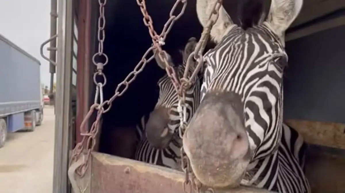 مدیر باغ‌وحش صفادشت: ماده گورخر آفریقایی تلف شده آبستن نبود | ممنوعیت واردات گونه جدید به استان تهران
