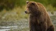 ثبت لحظات شگفت‌انگیز از حضور خرس قهوه‌ای در طبیعت مازندران+ویدئو