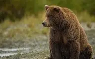 ثبت لحظات شگفت‌انگیز از حضور خرس قهوه‌ای در طبیعت مازندران+ویدئو