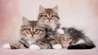 قدرت عجیب گربه‌ها کشف شد | گربه‌ها نام دوستان صمیمی‌شان را یاد می‌گیرند
