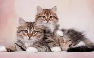 رمزگشایی از توانایی‌های شناختی گربه‌ها | یافته های جدید وجالب درباره گربه های خانگی