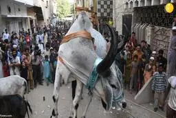  پرورش گاوها روی پشت بام! +عکس