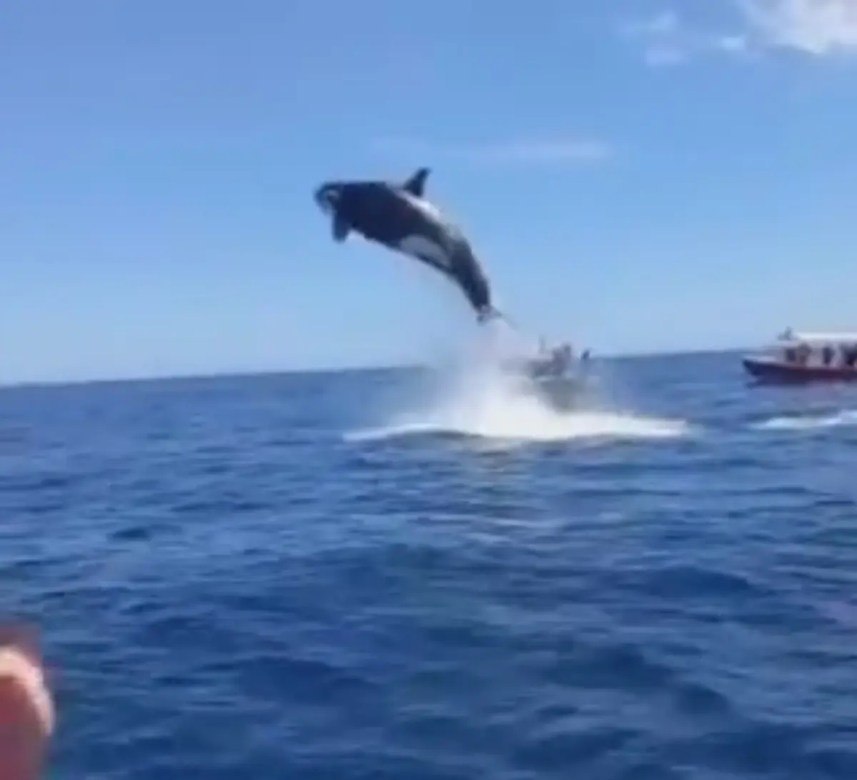 پریدن "نهنگ قاتل" به ارتفاع 5 متر از سطح دریا  + ویدئو