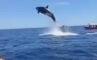 پریدن "نهنگ قاتل" به ارتفاع 5 متر از سطح دریا  + ویدئو