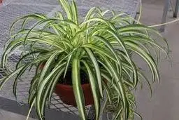 کاشت همراه گل گندم و برگ بیدی | ترکیب رنگی چشم‌نواز در گلدان +ویدئو