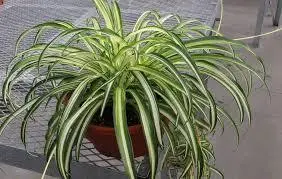 کاشت همراه گل گندم و برگ بیدی | ترکیب رنگی چشم‌نواز در گلدان +ویدئو