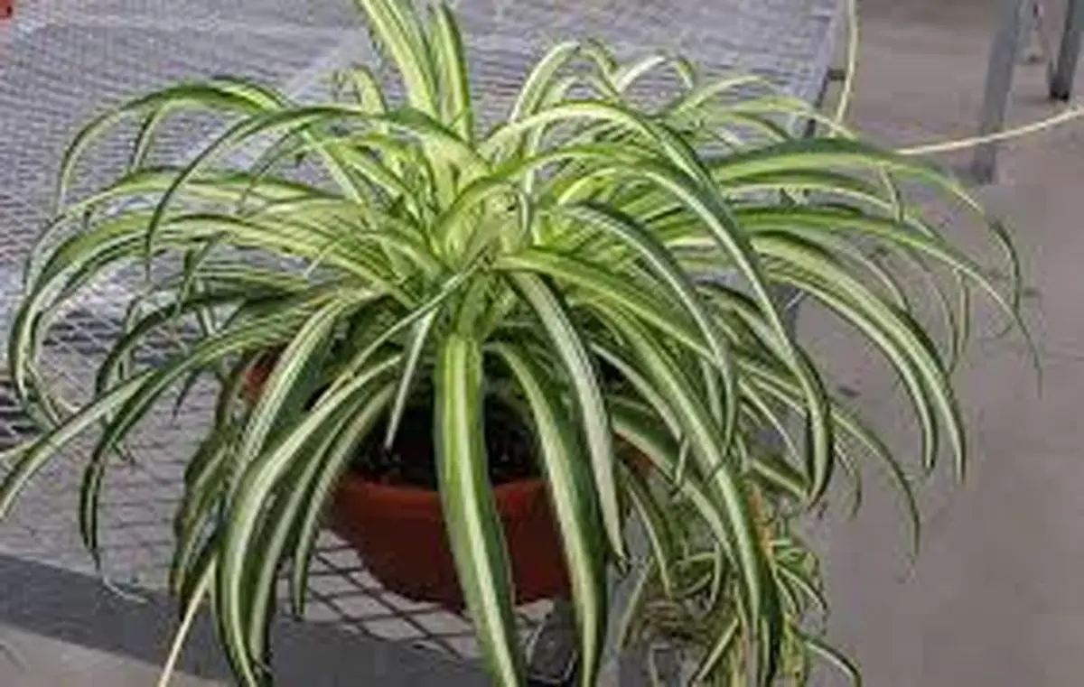 کاشت همراه گل گندم و برگ بیدی | ترکیب رنگی چشم‌نواز در گلدان +ویدئو