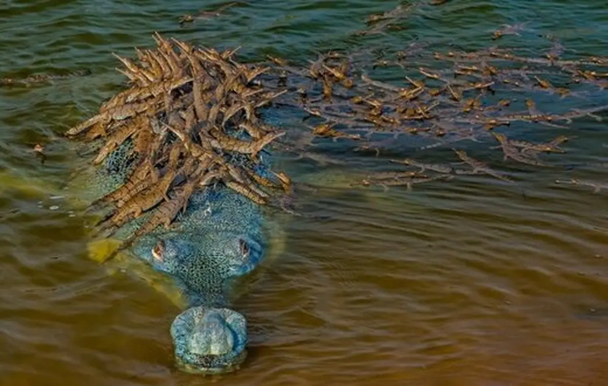 این هیولای ماقبل تاریخ در اعماق زباله های یک رودخانه زندگی می کند  + عکس