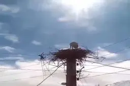 کمک دیدنی مردم یک روستا به لک‌لک‌ها، برای ساخت آشیانه+ویدئو 