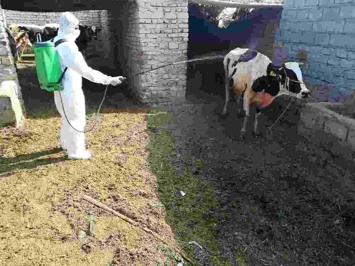 مرگ ٧ نفر در عراق بە دلیل شیوع تب کریمه‌ کنگو 