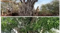 درخت انجیر معابد ۵۰۰ ساله کیش به دست تدبیری نادرست مدیران خشک شد! + عکس