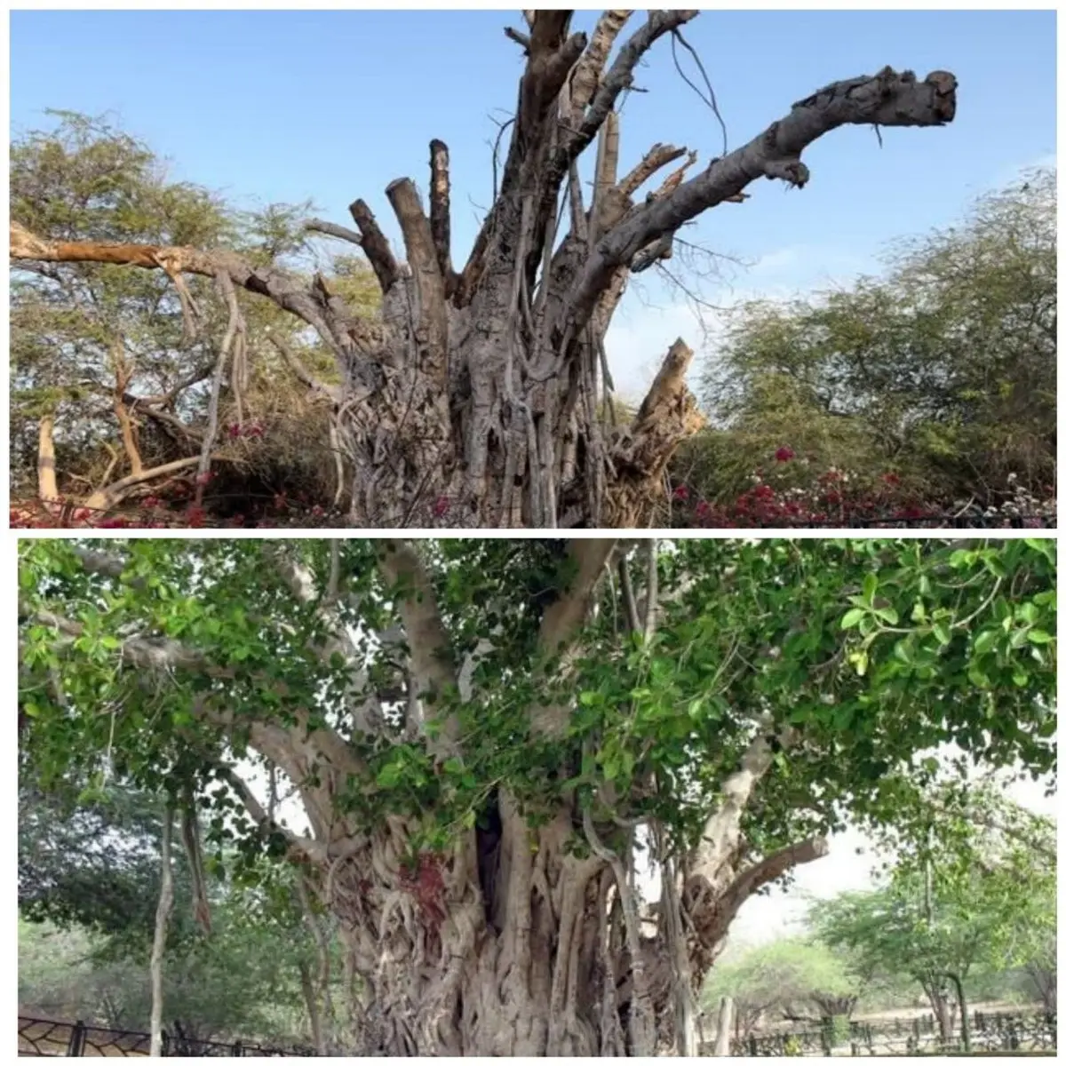 درخت انجیر معابد ۵۰۰ ساله کیش به دست تدبیری نادرست مدیران خشک شد! + عکس
