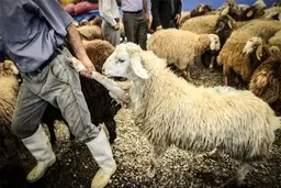 قیمت دام زنده در آستانه عید قربان اعلام شد