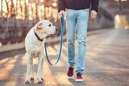 ممنوعیت کامل سگ‌گردانی در اصفهان | دستور توقیف خودروها و پلمب مراکز متخلف صادر شد

