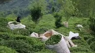 کاهش تولید و صادرات چای | واردات همچنان نیاز بازار داخلی را تأمین می‌کند