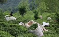 
هر کیلوگرم چای داخلی از ۱۰۰ تا ۱۸۰ هزار تومان
