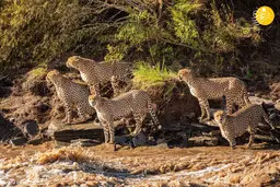 ۵ یوزپلنگ در رودخانه مرگ 