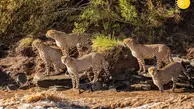 ۵ یوزپلنگ در رودخانه مرگ 