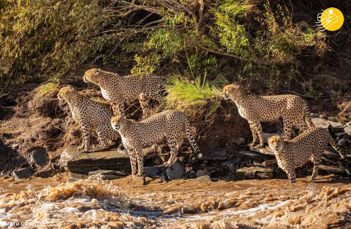 ۵ یوزپلنگ در رودخانه مرگ 