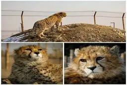 اگر نام حیوانات از نام کشور الهام گرفته نشود، این همه دردسر پیش نمی‌آید | مبلغ دریافتی تیمارگر پیروز کافی بوده است نه اندک!